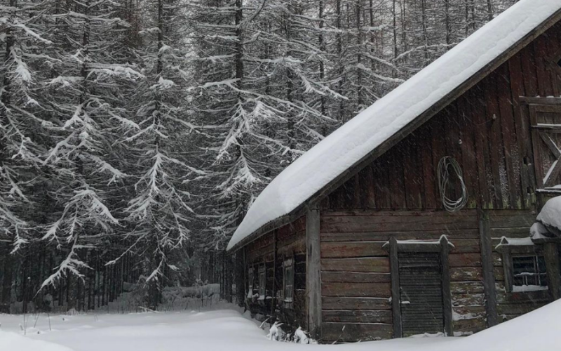 “O Bosque das Coisas Perdidas: Quando a Floresta Decide o Destino”